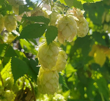 Desentrañando los Secretos del Lúpulo - Bucarest. Ser único, Ser Craft