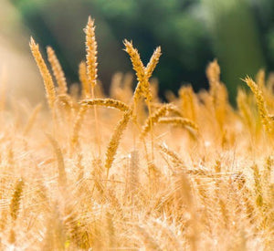 La Malta en la Cerveza Artesanal - Bucarest. Ser único, Ser Craft