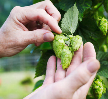 Lúpulos nobles y modernos: perfiles, usos y territorios de cultivo