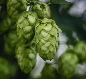 Sustituyendo lúpulo por contenido de ácido alfa - Bucarest. Ser único, Ser Craft