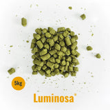 Indie Hops - Luminosa