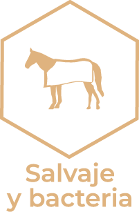 levaduras cepas salvajes